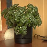 Горшок цветочный с поддоном ГРАНД 10,5л d-25см, черный, пластик