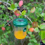 Ловушка для ос на солнечной батарее REXANT