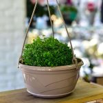 Горшок цветочный с поддоном подвесной ВЕНЕЦИЯ 6л d-28,5см, фраппе, пластик, без подвеса